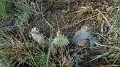Philmont-432